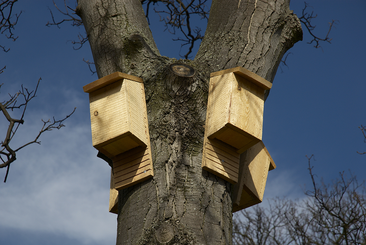 PIC - Bat boxes