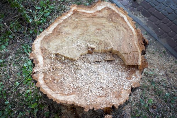 PIC - Felled tree